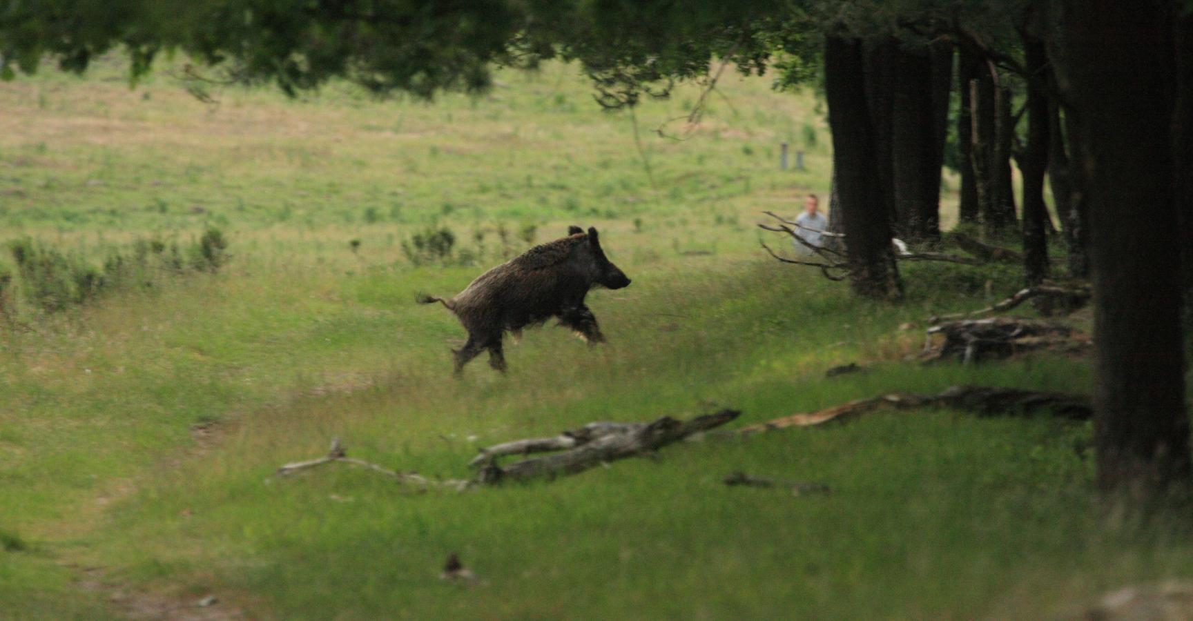 Wild zwijn belangrijk voor de natuur | ARK Rewilding Nederland
